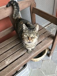 High angle portrait of cat sitting on seat