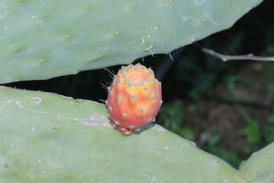 Close-up of insect on white background