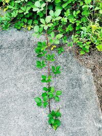 Close-up of plants against blurred background