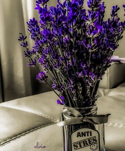 Close-up of lavender flowers in vase