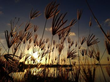 Close-up of silhouette plants against sky during sunset