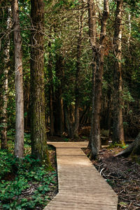 Footpath in forest