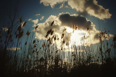 Plants against sky during sunset