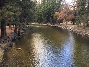 Scenic view of river amidst trees in forest