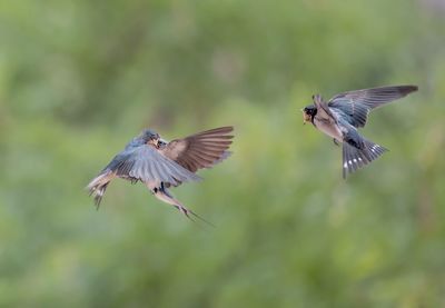 Bird flying