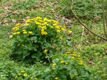 Yellow flowers growing on plant