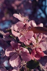 Close-up of pink flowers