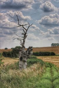 View of tree on field against sky