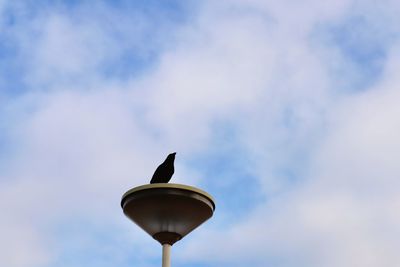 Low angle view of bird perching on street light
