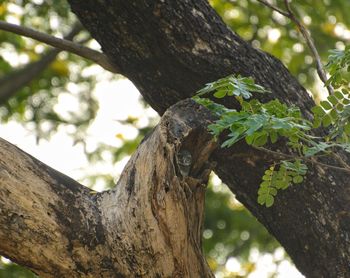 Close-up of lizard on tree trunk