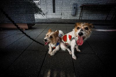 High angle portrait of dog on footpath