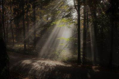 Sunlight streaming through trees in forest