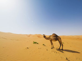 Camel on landscape