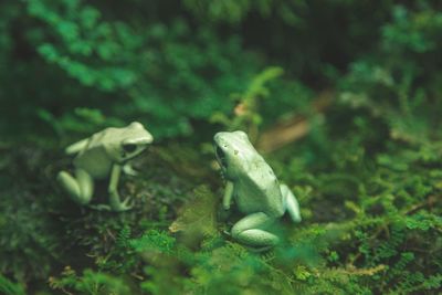 Close-up of frog on land