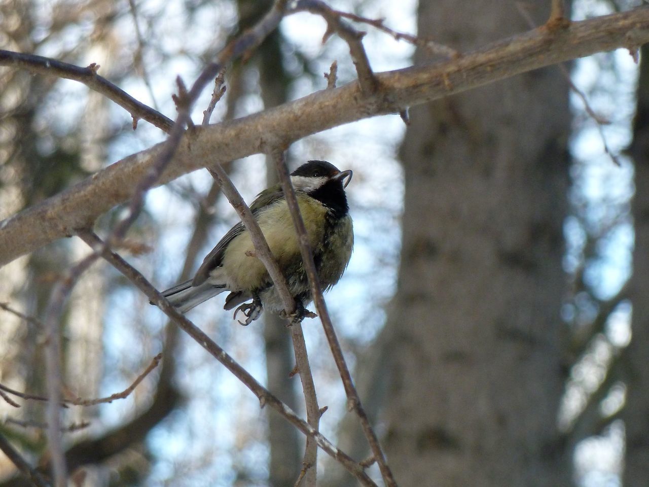 LOW ANGLE VIEW OF BIRD PERCHING ON TREE