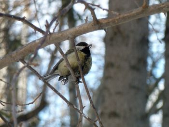 Low angle view of bird perching on branch