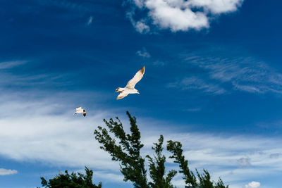 Low angle view of seagulls flying in sky