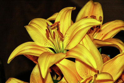 yellow