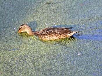 High angle view of mallard ducks swimming in lake