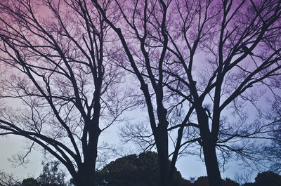 Low angle view of bare trees against sky