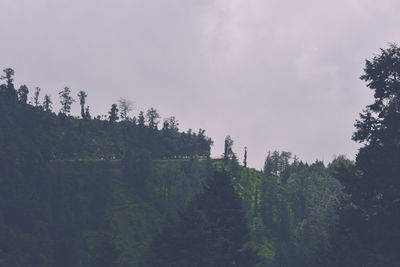 Trees in forest against sky