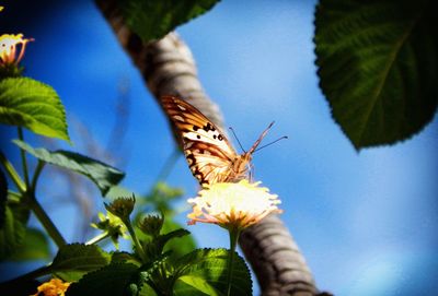 Low angle view of butterfly on flower against sky during sunny day