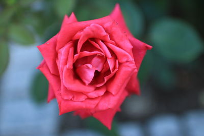 Close-up of red rose blooming outdoors