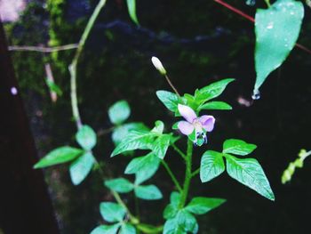 Close-up of pink flowers