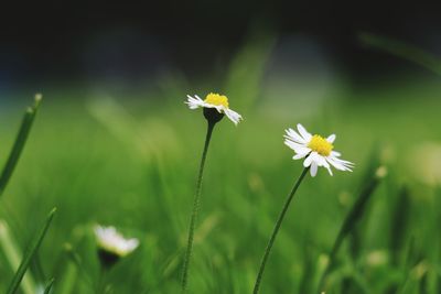 Close-up of white flowering plant on field