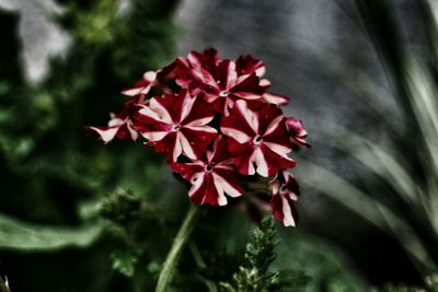 Close-up of red flowers