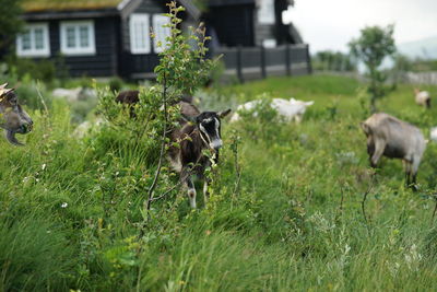 In a field