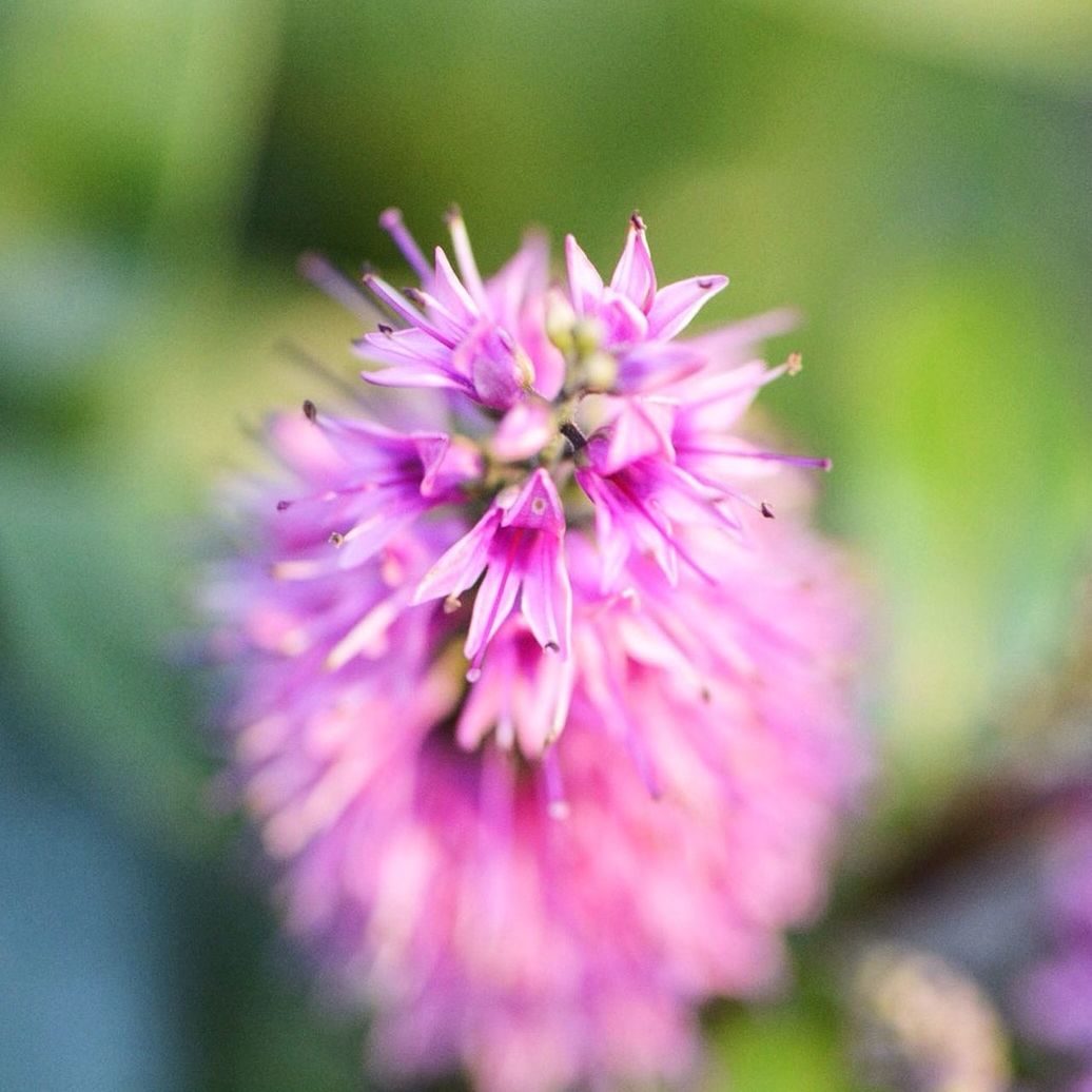 flower, freshness, petal, fragility, growth, flower head, close-up, beauty in nature, focus on foreground, pink color, nature, blooming, single flower, selective focus, plant, in bloom, blossom, pollen, stamen, pink