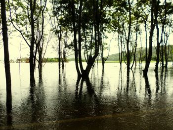 Reflection of trees in lake