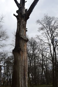 Low angle view of bare trees against sky