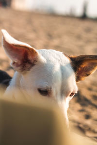 Close-up of a dog