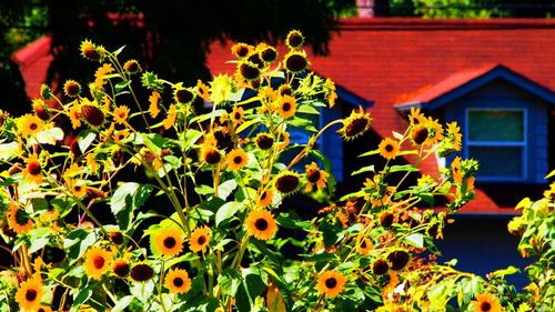 Close-up of yellow flowers