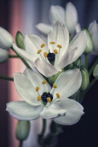 Close-up of white lily