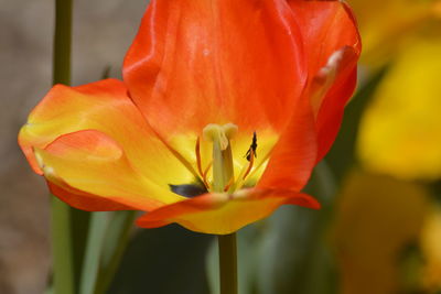 Close-up of red rose flower