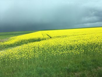 Scenic view of oilseed rape field