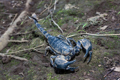 High angle view of lizard on land