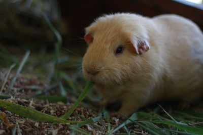 Close-up of a rabbit