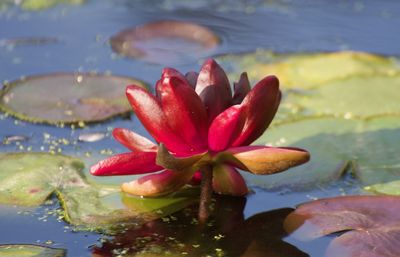 Close-up of lotus water lily in lake