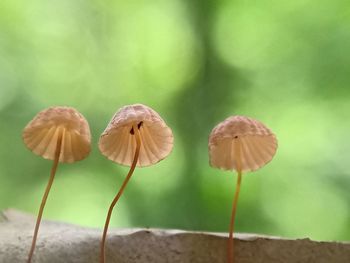 Three mushroom