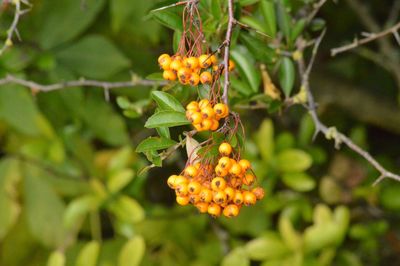 Close-up of fruit growing on plant