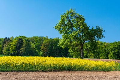 Scenic view of field against clear sky