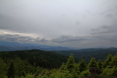 Scenic view of pine trees against sky