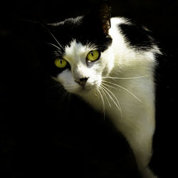 Close-up portrait of cat against black background