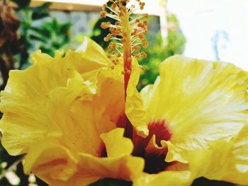 Close-up of yellow flower