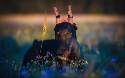 Dog standing on land