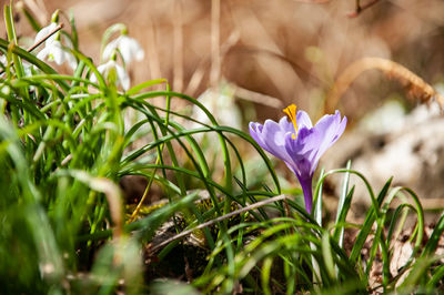 Close-up of purple crocus plant